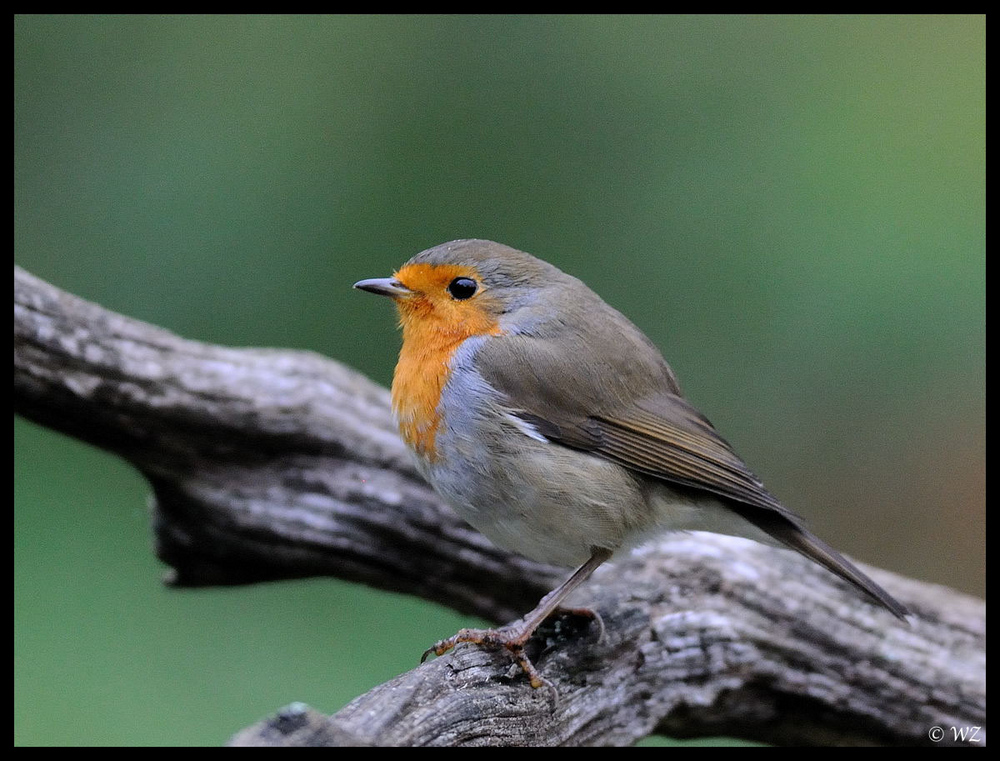 - Rotkehlchen - ( Erithacus rubecula )