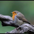 - Rotkehlchen - ( Erithacus rubecula )