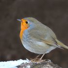 Rotkehlchen (Erithacus rubecula)