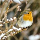 Rotkehlchen (Erithacus rubecula)