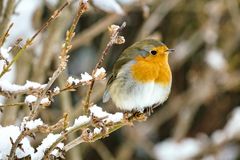 Rotkehlchen (Erithacus rubecula)