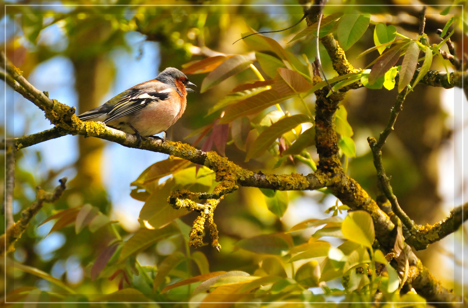 Rotkehlchen (Erithacus rubecula)