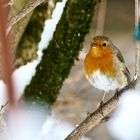 Rotkehlchen (Erithacus rubecula)