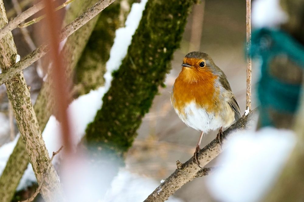 Rotkehlchen (Erithacus rubecula)