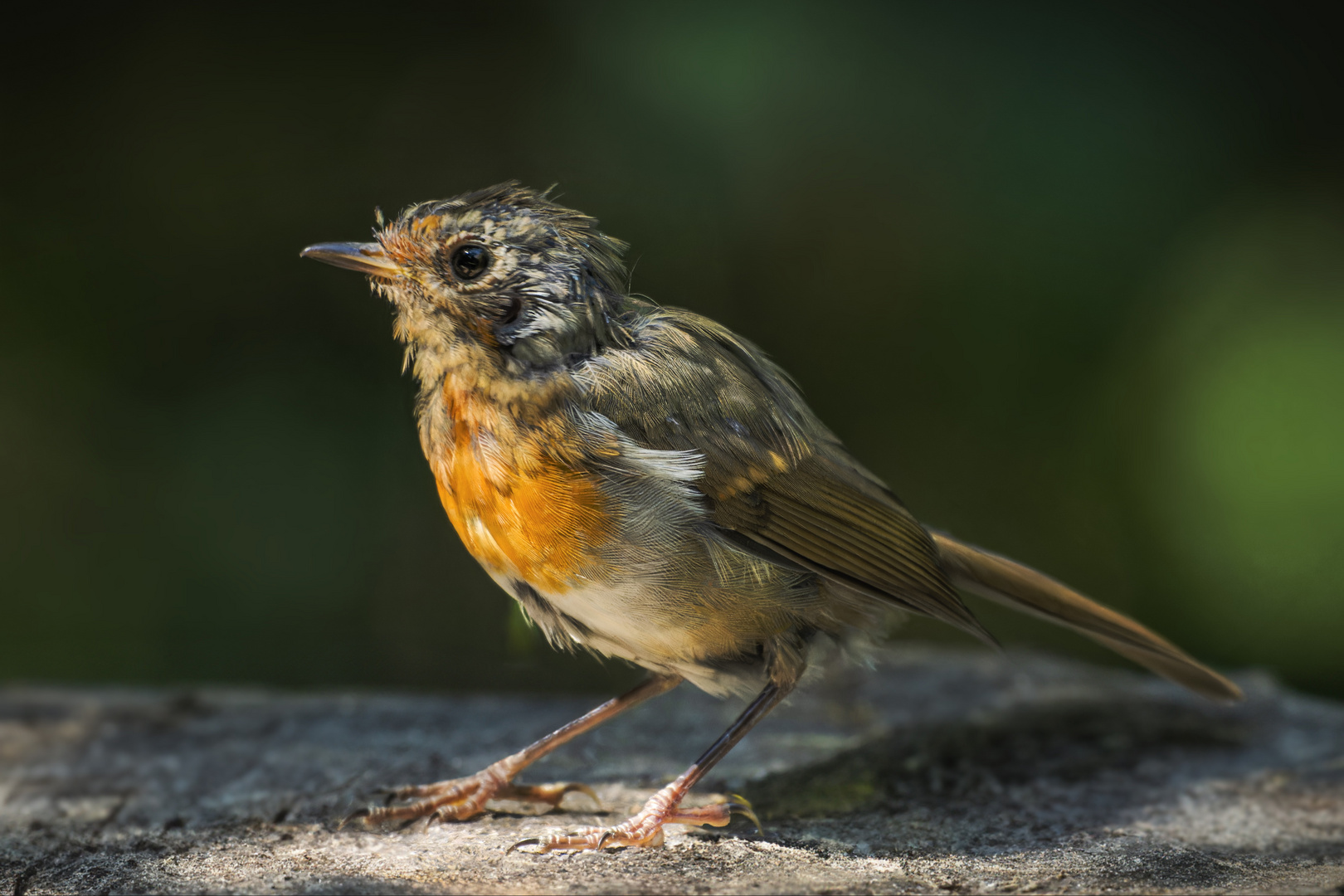  Rotkehlchen (Erithacus rubecula) 