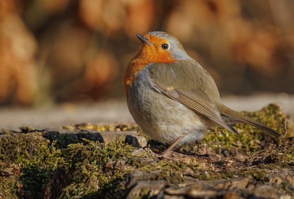 Rotkehlchen (Erithacus rubecula)