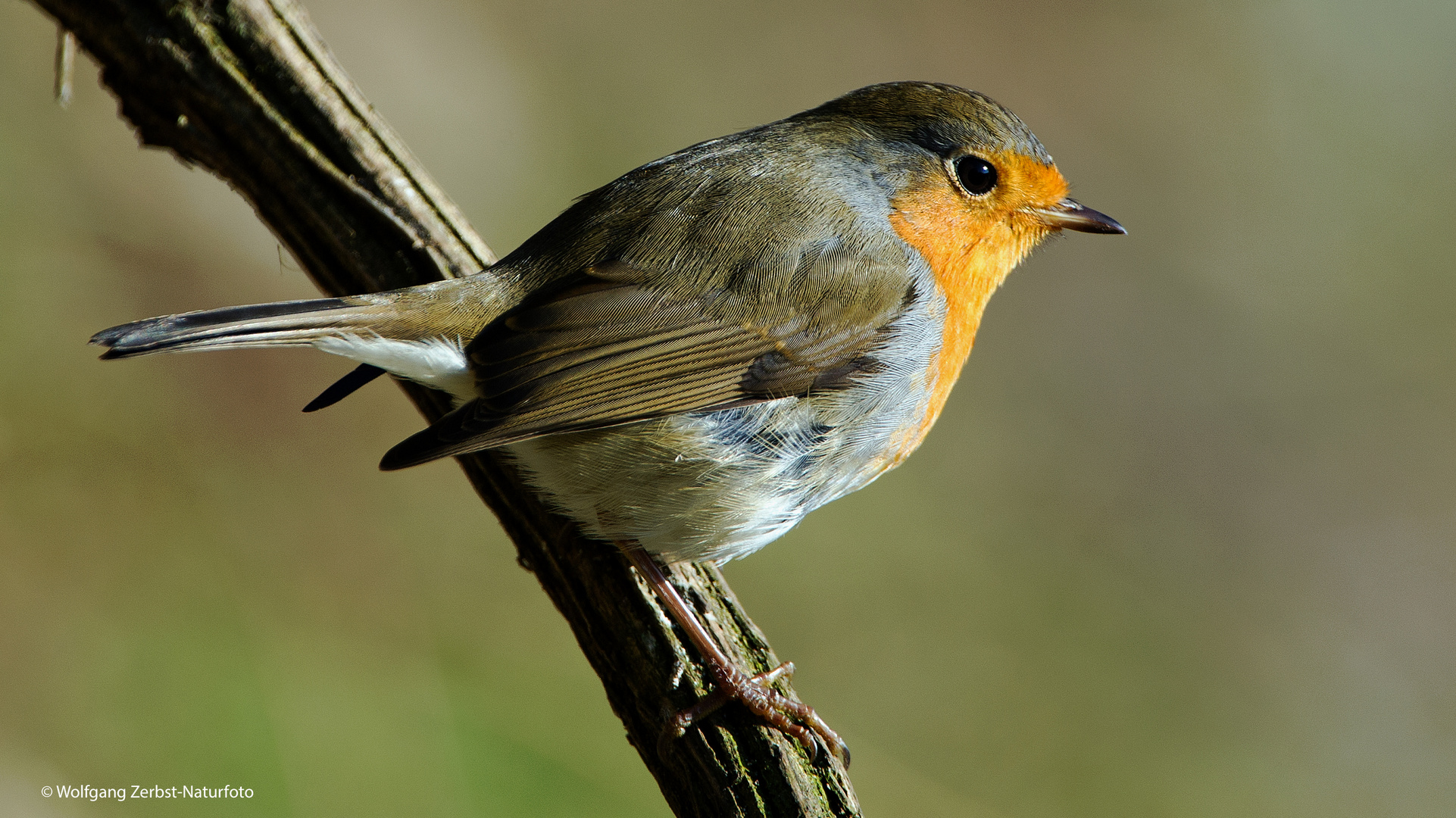 --- Rotkehlchen ---  ( Erithacus rubecula )