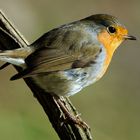 --- Rotkehlchen ---  ( Erithacus rubecula )