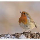 - Rotkehlchen - ( Erithacus rubecula )