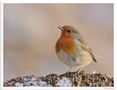 - Rotkehlchen - ( Erithacus rubecula ) von Wolfgang Zerbst - Naturfoto