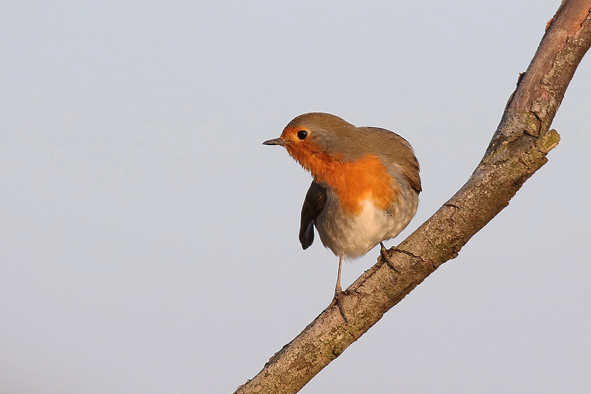 Rotkehlchen (Erithacus rubecula)