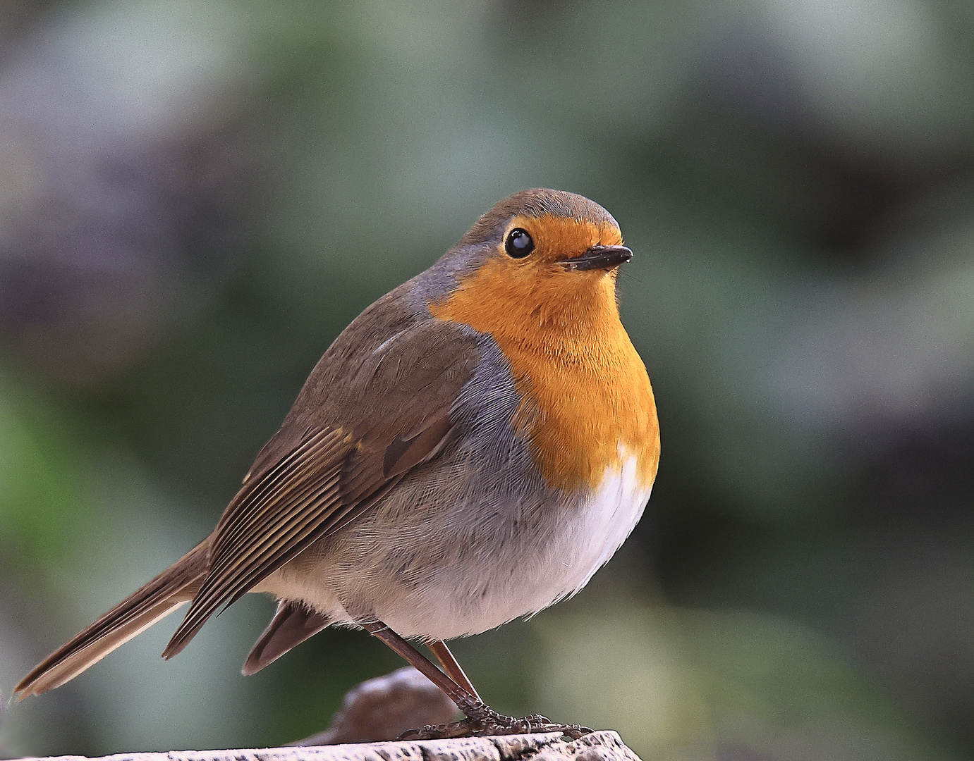 Rotkehlchen (Erithacus rubecula)