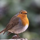 Rotkehlchen (Erithacus rubecula)