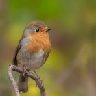 Rotkehlchen (Erithacus rubecula)