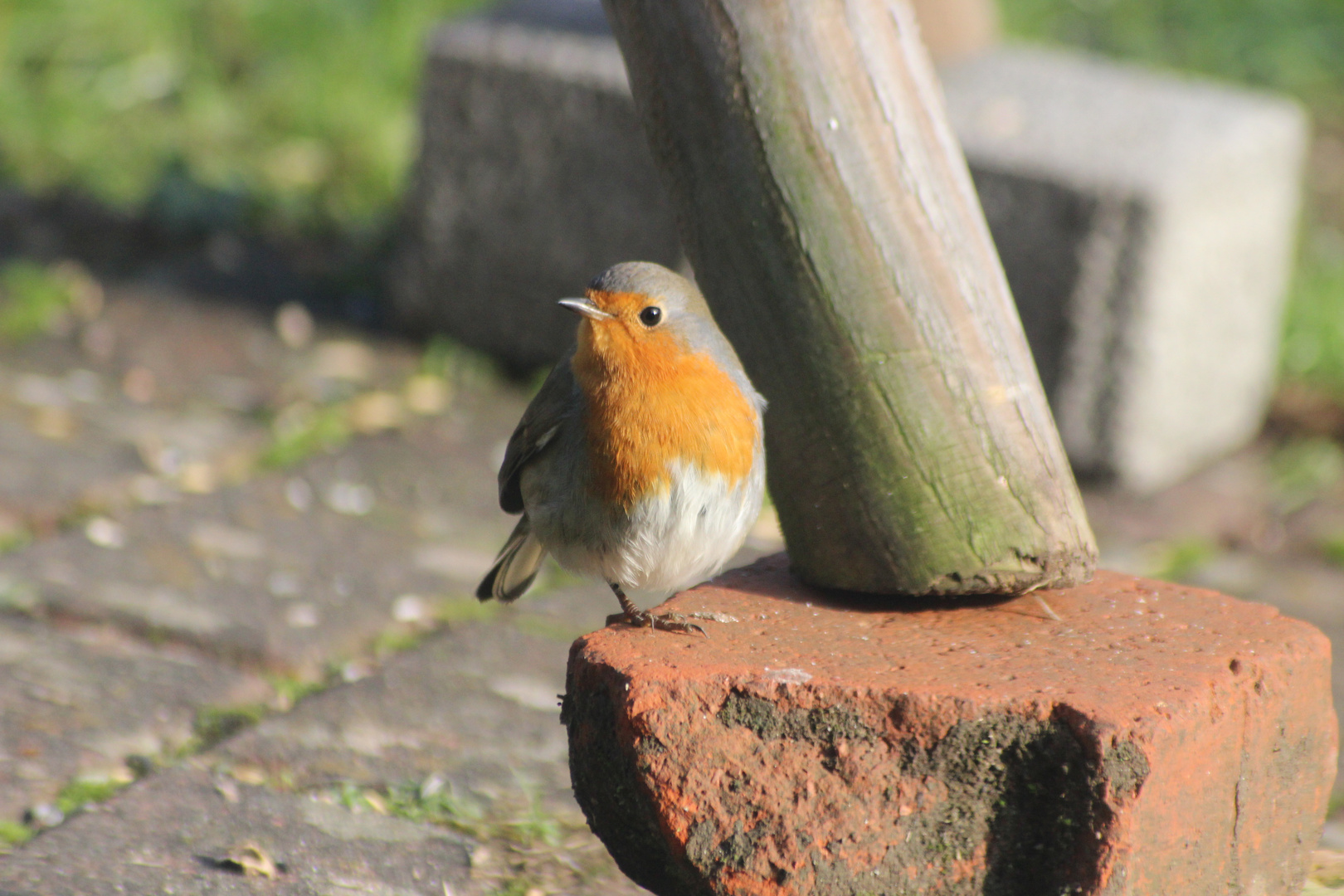 Rotkehlchen (Erithacus rubecula)