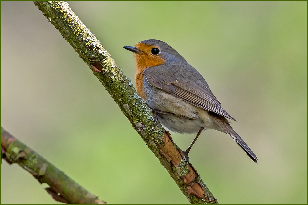 Rotkehlchen (Erithacus rubecula)