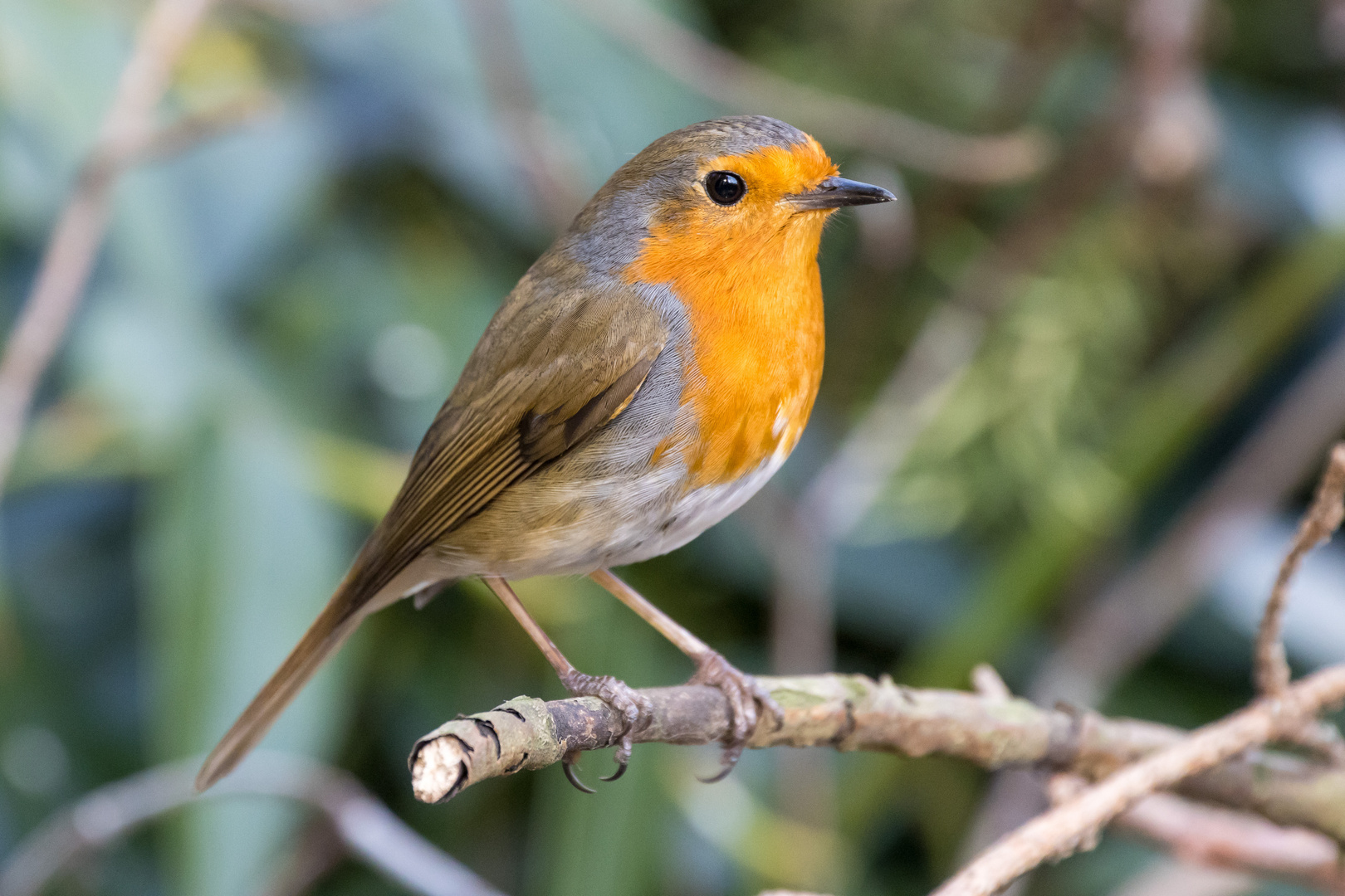 Rotkehlchen (Erithacus rubecula)