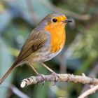 Rotkehlchen (Erithacus rubecula)