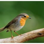 - Rotkehlchen - ( Erithacus rubecula )