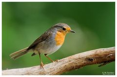 - Rotkehlchen - ( Erithacus rubecula )