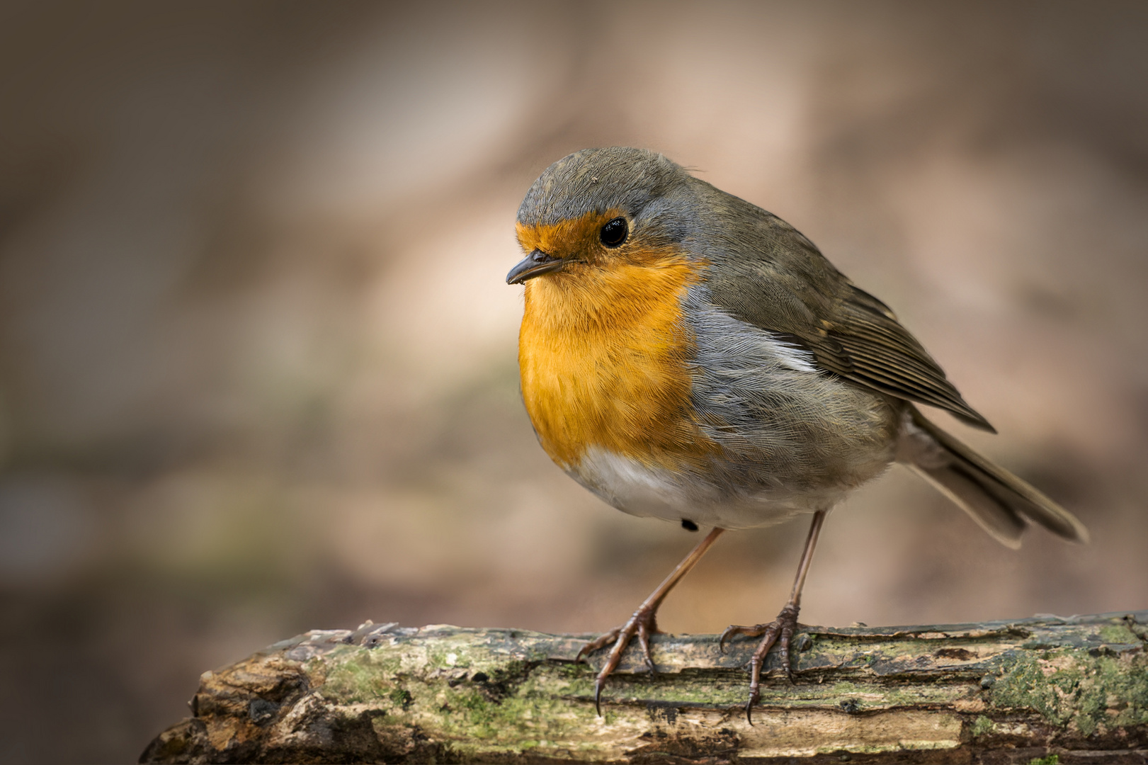  Rotkehlchen (Erithacus rubecula) 