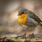  Rotkehlchen (Erithacus rubecula) 