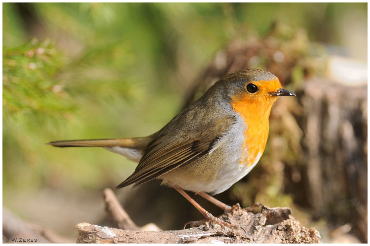 - Rotkehlchen - ( Erithacus rubecula )