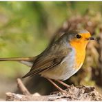 - Rotkehlchen - ( Erithacus rubecula )