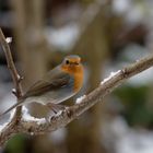 Rotkehlchen (Erithacus rubecula)