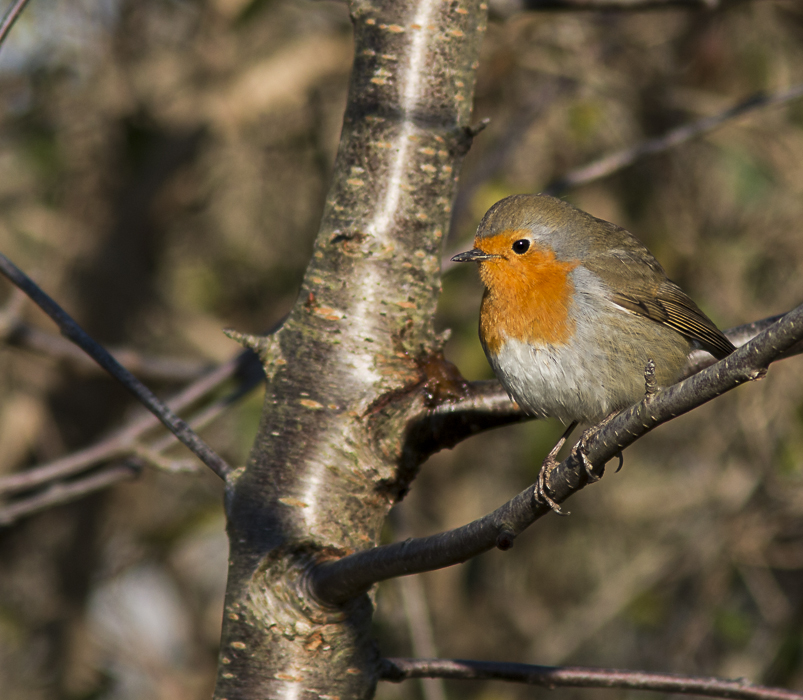 Rotkehlchen (Erithacus rubecula)