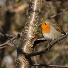 Rotkehlchen (Erithacus rubecula)