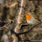 Rotkehlchen (Erithacus rubecula)