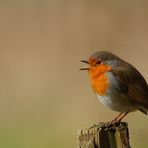 Rotkehlchen (Erithacus rubecula) 2