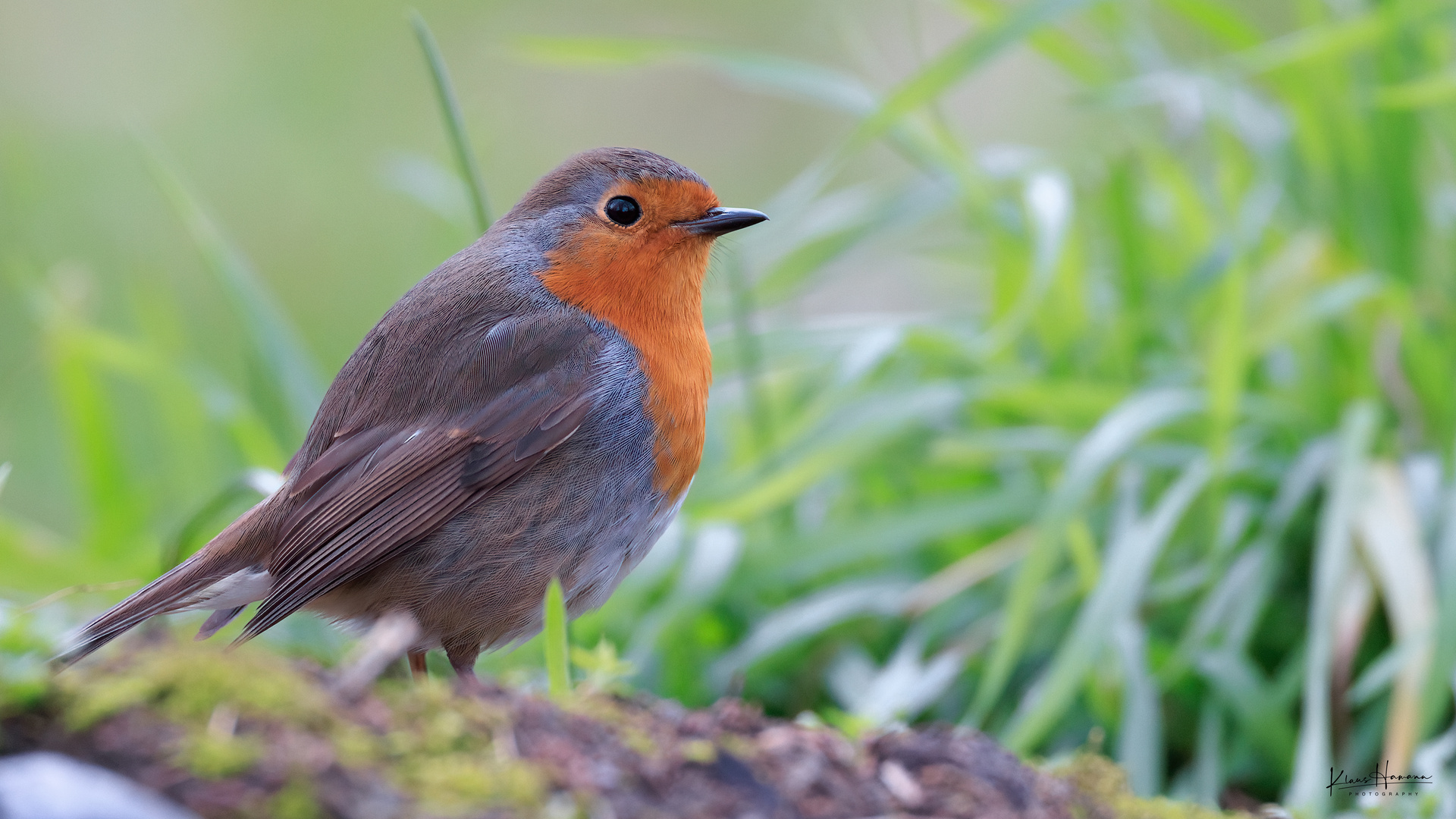 Rotkehlchen (Erithacus rubecula)  2