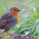 Rotkehlchen (Erithacus rubecula)  2