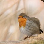 Rotkehlchen (Erithacus rubecula) 2