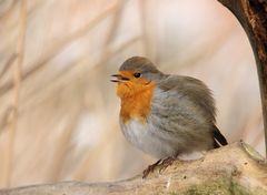 Rotkehlchen (Erithacus rubecula) 2