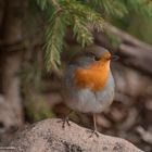  - ROTKEHLCHEN - Erithacus rubecula )