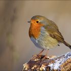 [ Rotkehlchen (Erithacus rubecula) ]