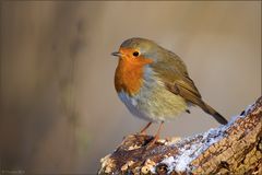 [ Rotkehlchen (Erithacus rubecula) ]