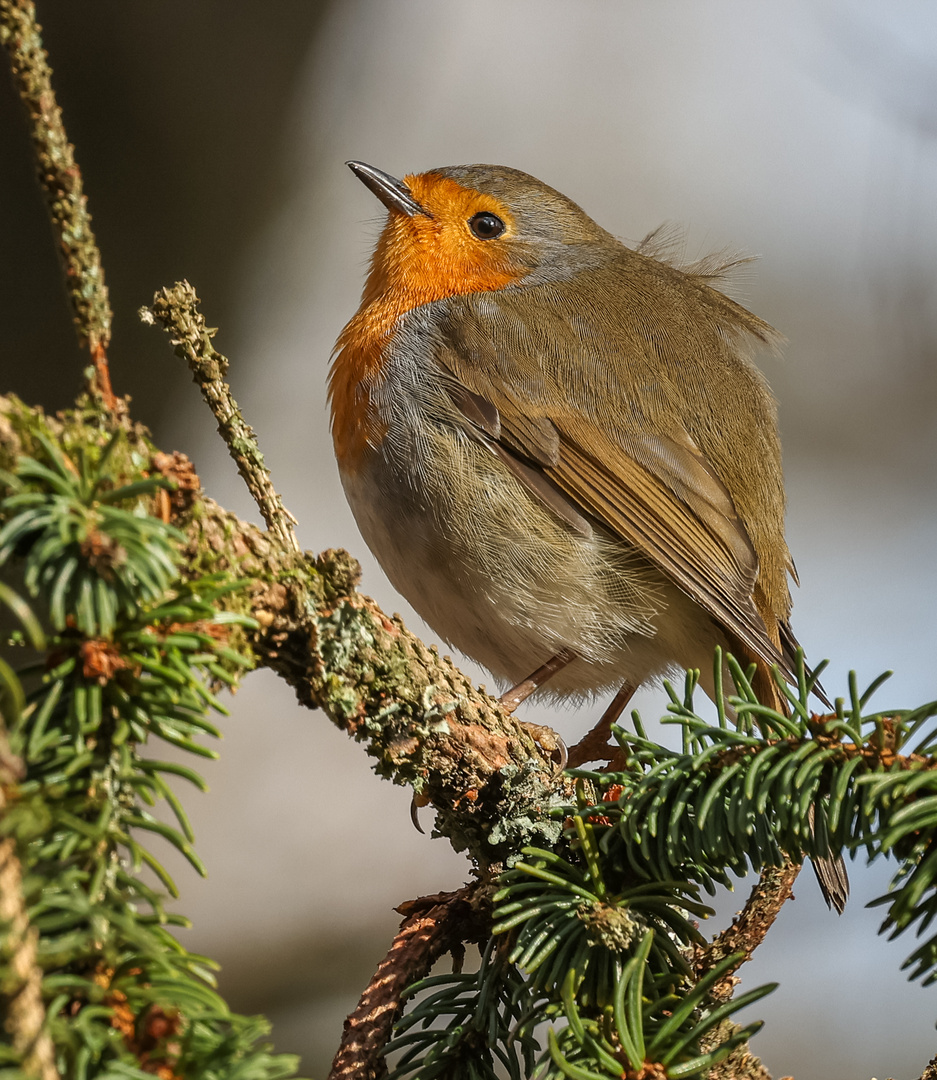 Rotkehlchen (Erithacus rubecula) 