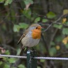 Rotkehlchen - Erithacus rubecula