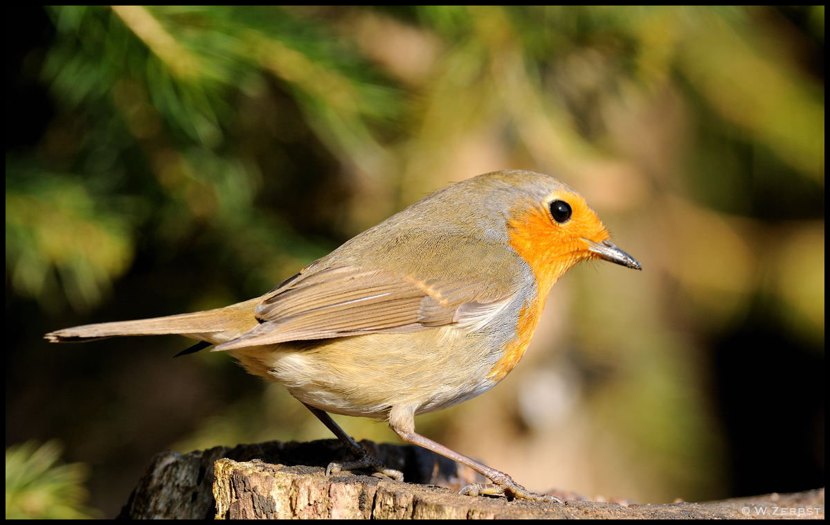 - Rotkehlchen - ( Erithacus rubecula )