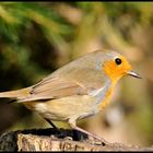 - Rotkehlchen - ( Erithacus rubecula )