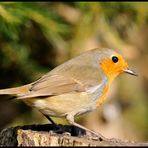 - Rotkehlchen - ( Erithacus rubecula )