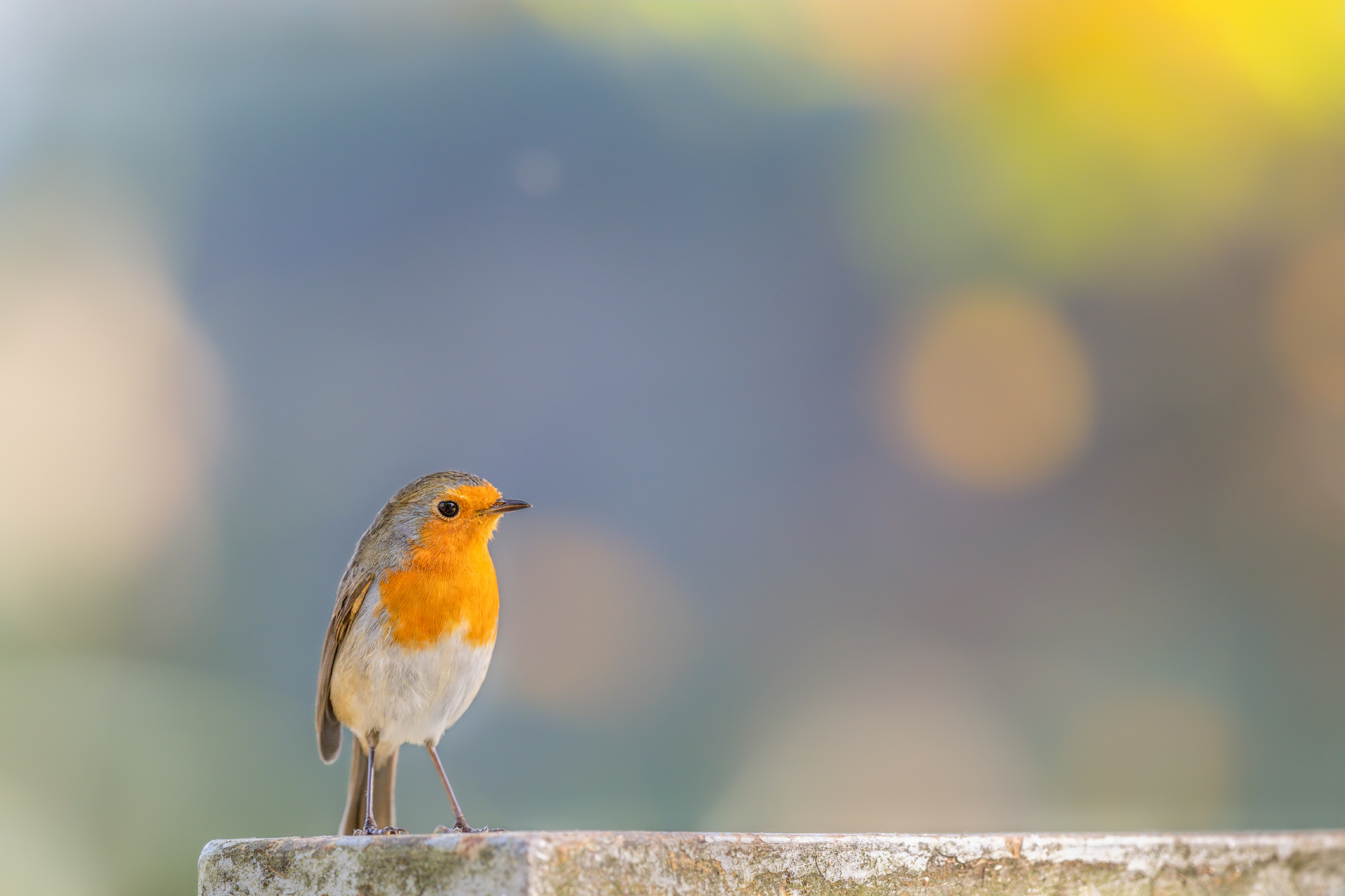 Rotkehlchen (Erithacus rubecula) 