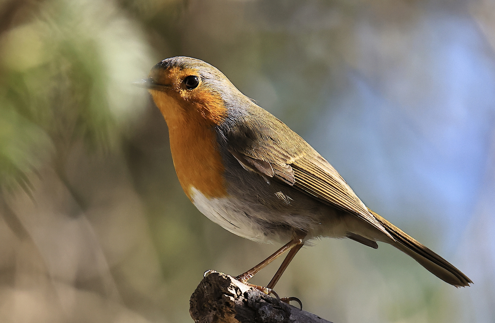 Rotkehlchen (Erithacus rubecula)