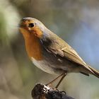 Rotkehlchen (Erithacus rubecula)