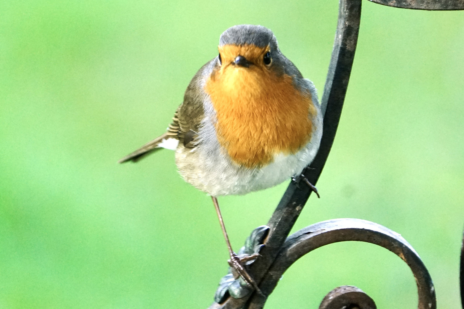 Rotkehlchen (Erithacus rubecula)