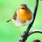 Rotkehlchen (Erithacus rubecula)